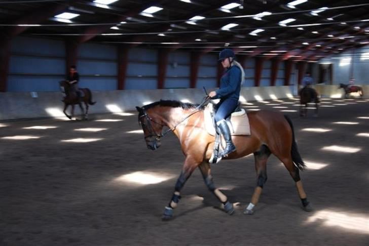 Dansk Varmblod Chico - solgt! billede 7