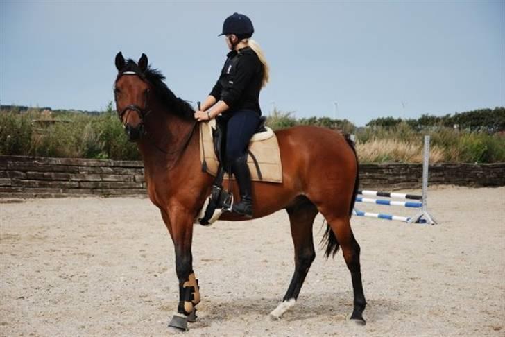 Dansk Varmblod Chico - solgt! billede 8