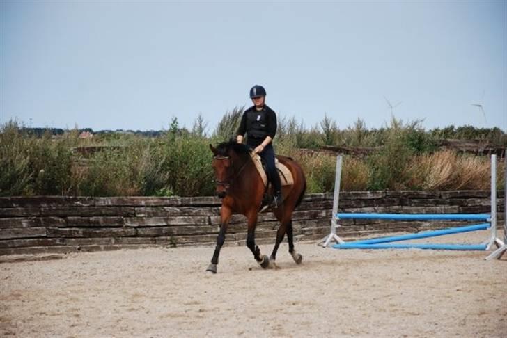 Dansk Varmblod Chico - solgt! billede 9