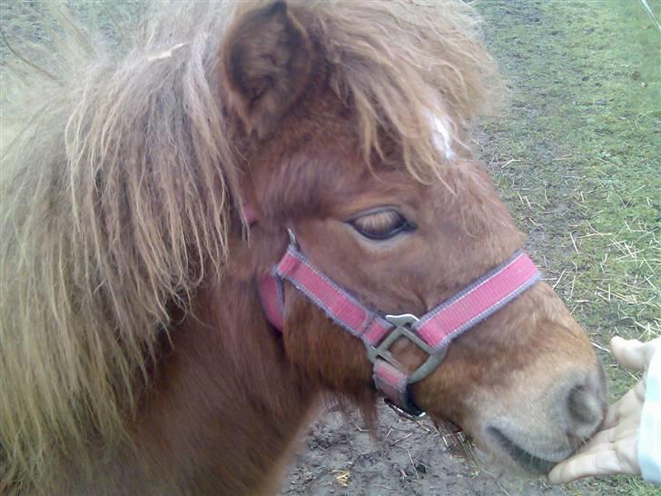 Shetlænder Kærbygaards Nuggi *Trunte - hvor du sød :) billede 15