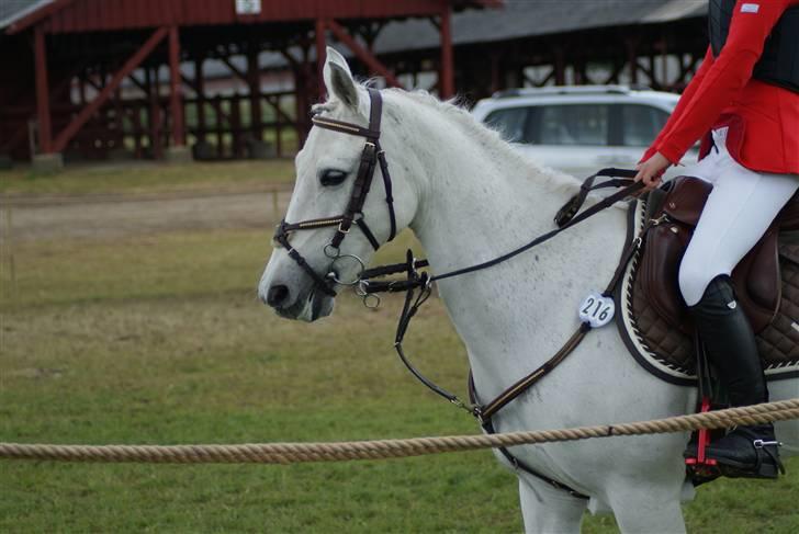 Anden særlig race Irish Pleasure *solgt* - der er ingen tekst til dette smukke billede;-> billede 2