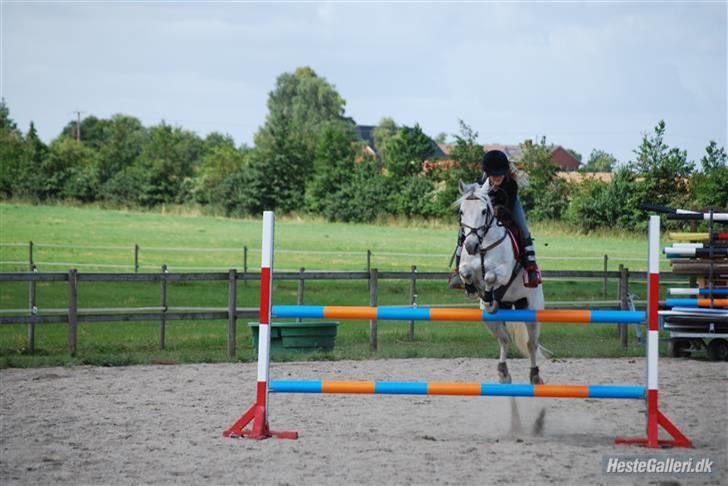 Anden særlig race Irish Pleasure *solgt* - ridelejr hos martin poulsen igen... billede 4