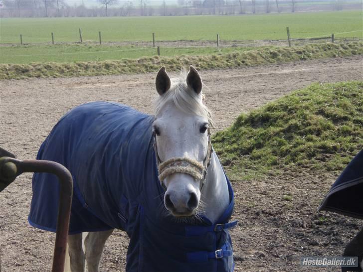 Anden særlig race Irish Pleasure *solgt* - ipse på fold hos chrispiien<33 billede 6