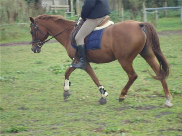 Welsh Cob (sec D) Waardhoeve's ilona *LÅNTE* - 24 september ;) billede 16