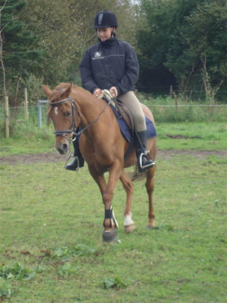 Welsh Cob (sec D) Waardhoeve's ilona *LÅNTE* - 24 september ;) billede 17