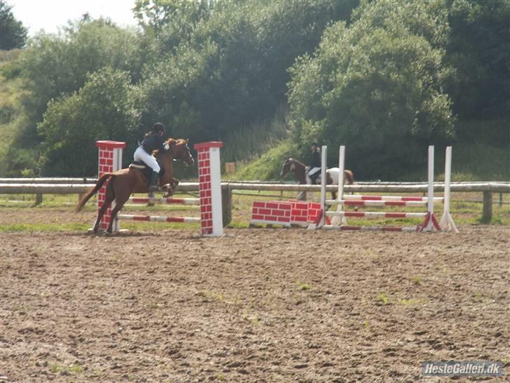 Welsh Cob (sec D) Waardhoeve's ilona *LÅNTE* - Regionsstævne i struer ;) billede 18