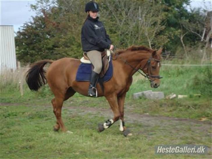 Welsh Cob (sec D) Waardhoeve's ilona *LÅNTE* - 24 september:) billede 19