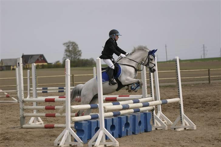 Welsh Pony af Cob-type (sec C) korreborgs Garfield R.I.P - stævne<33 80 cm. billede 2