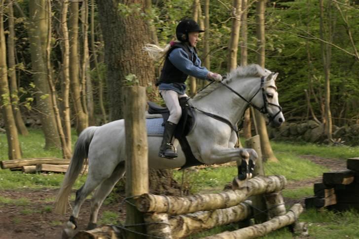 Welsh Pony af Cob-type (sec C) korreborgs Garfield R.I.P - military for sjov billede 4