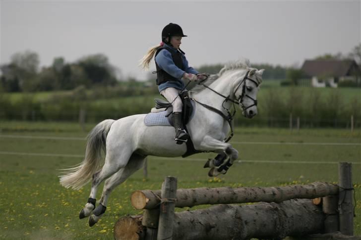 Welsh Pony af Cob-type (sec C) korreborgs Garfield R.I.P - military for sjov billede 7