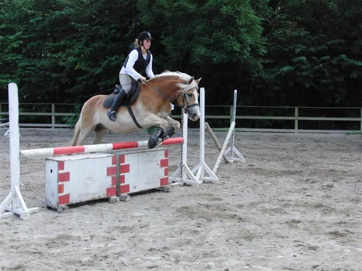 Haflinger Bastian / Steglitz   - spring i september 2009 billede 6