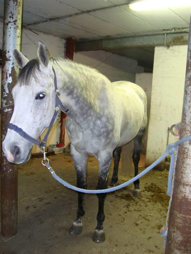 Tysk Oldenburger Silverstone billede 1