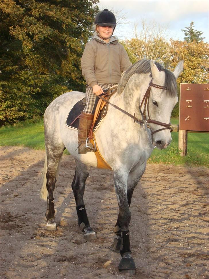 Tysk Oldenburger Silverstone billede 2