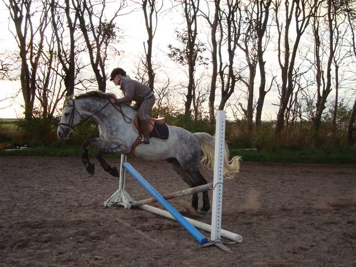 Tysk Oldenburger Silverstone billede 3