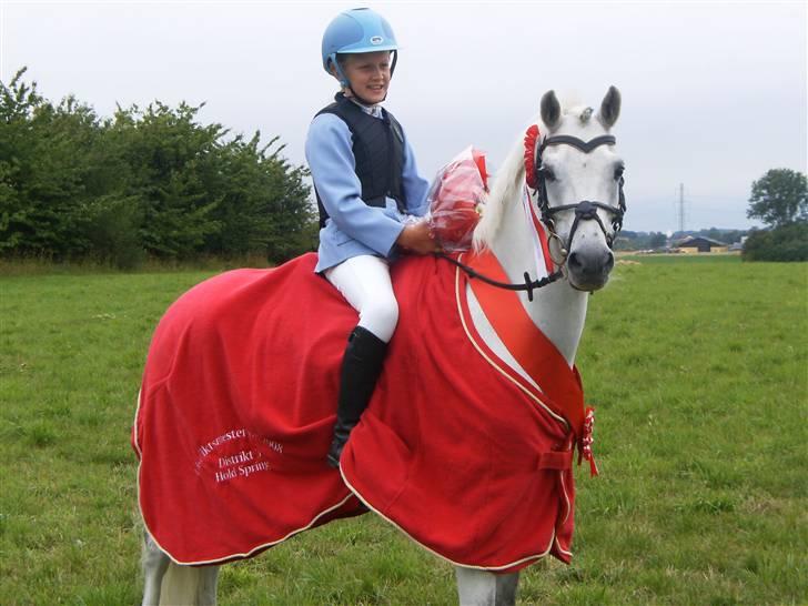 Welsh Pony af Cob-type (sec C) korreborg`s jones. R.I.P. billede 2