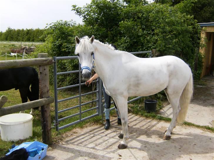 Welsh Pony af Cob-type (sec C) korreborg`s jones. R.I.P. billede 6