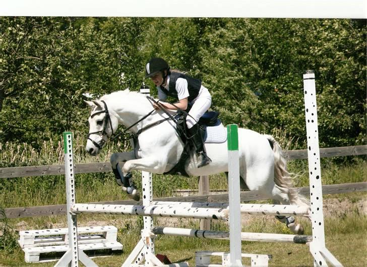 Welsh Pony af Cob-type (sec C) korreborg`s jones. R.I.P. billede 8