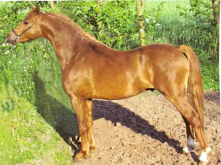 Welsh Pony af Cob-type (sec C) yss. gipsy boy <3 billede 1
