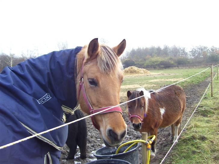 Anden særlig race Sandy<3 R.I.P <3 - Her er du på fold:) billede 12