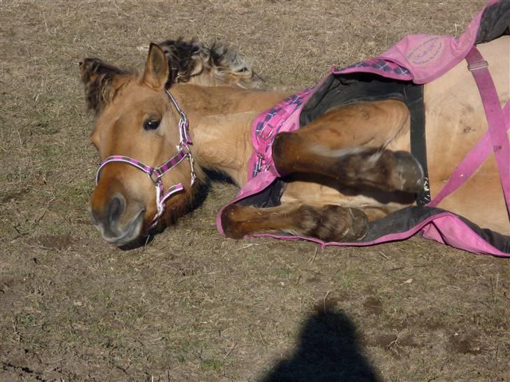 Anden særlig race Sandy<3 R.I.P <3 - Sandy du er sku dejlig, du er alt jeg elsker dig og jeg elsker det her billede love you min-pige<33 billede 14