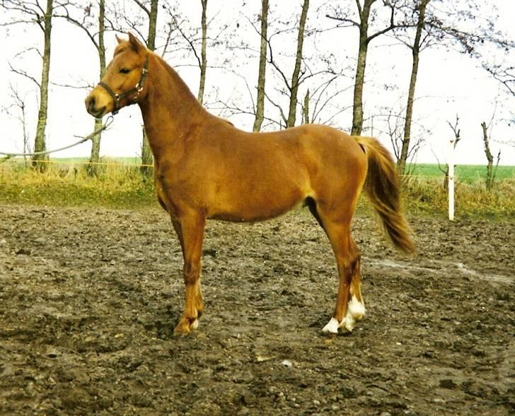 Welsh Pony af Cob-type (sec C) yss. gipsy boy <3 billede 2