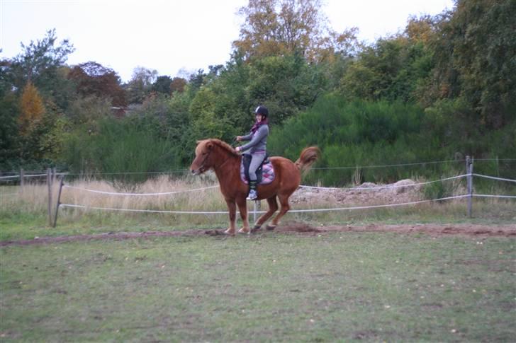 Islænder Feykir - Lige før eller efter et bukspring XD den hest er altså skør! billede 11