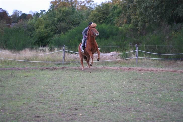 Islænder Feykir - Et lille stejl billede 12