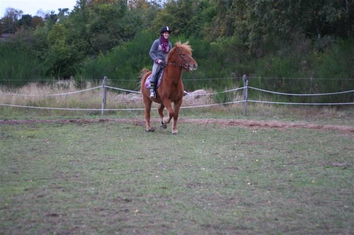 Islænder Feykir - vild hest! han blev bange i den ende konstant xD billede 13