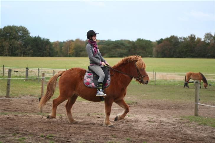 Islænder Feykir - Dejlig islænder!<3 billede 14