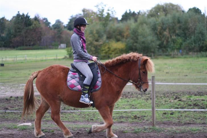 Islænder Feykir - han går så super flot! <3 billede 15