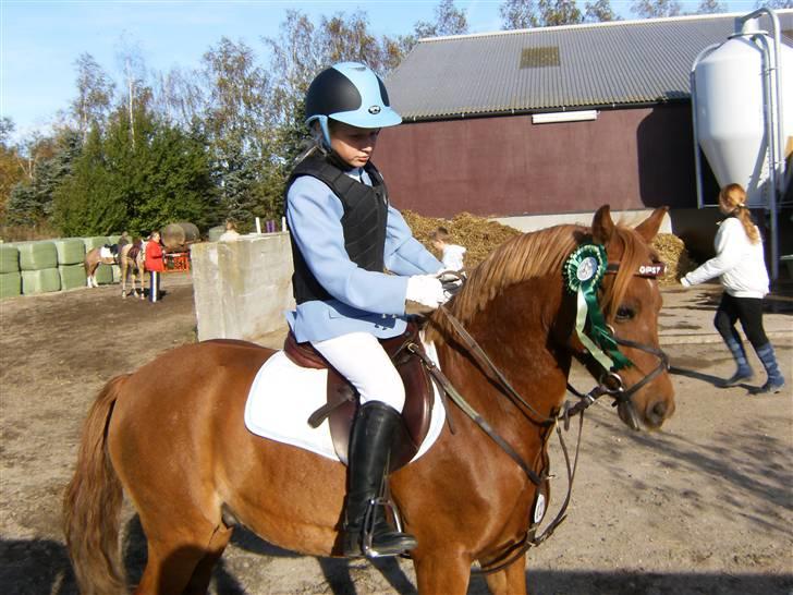 Welsh Pony af Cob-type (sec C) yss. gipsy boy <3 billede 7