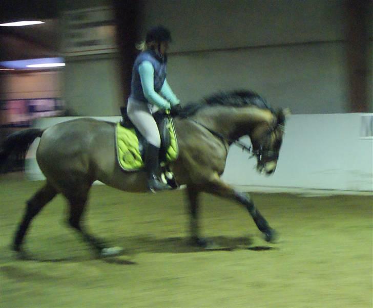 Dansk Varmblod Charming Salsa - RIP;( - Salsa og mig - 08.01.10 (4. gang under rytter efter skaden) billede 16