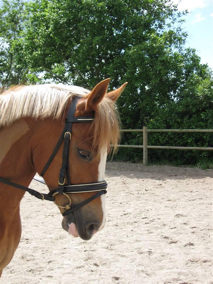 New Forest Kærgaardens Schubert  RIP - min smukke pony billede 19