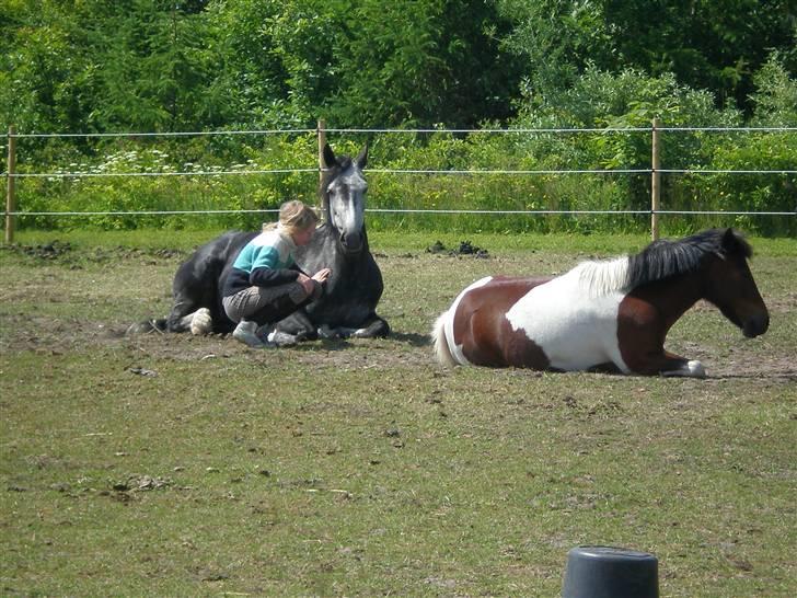 Anden særlig race Blue Silky Walker - Rå hygge!!! :D :D <3 billede 20