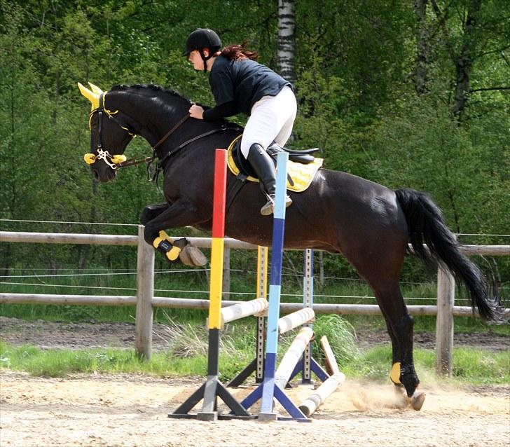 Dansk Varmblod Domingo - Brumbass - Fly like a butterfly, sting like a bee! Foto: Sonja Strib billede 8