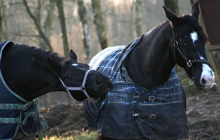 Dansk Varmblod Domingo - "Hov, kan du lige blive her?!" Foto: Janie Sparrow billede 9