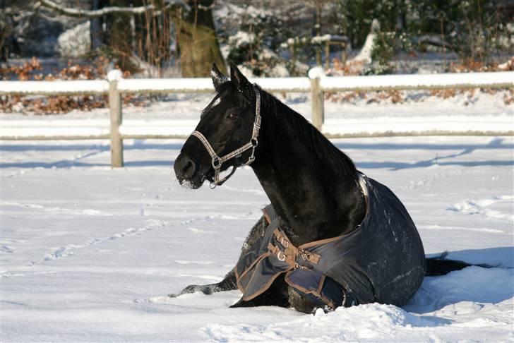 Dansk Varmblod Domingo - Dompappen har lige været nede og rulle i den deeejlige sne <3 Foto: Janie Sparrow billede 10