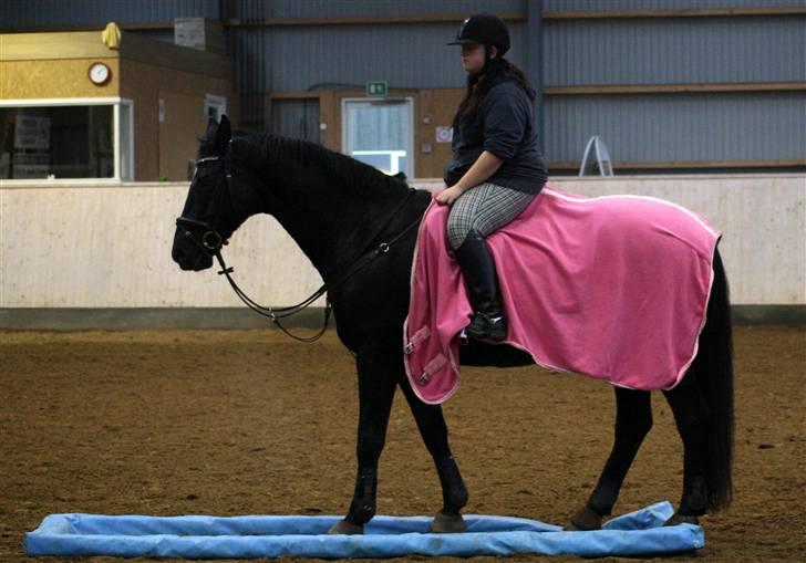 Dansk Varmblod Domingo - Efter endt springning, leger vi lige lidt i vandgraven. I starten var den MEGET farligt, men han fandt da til sidst ud af at den faktisk slet ikke bed særlig hårdt : D <3 Foto: Sonja Strib billede 11