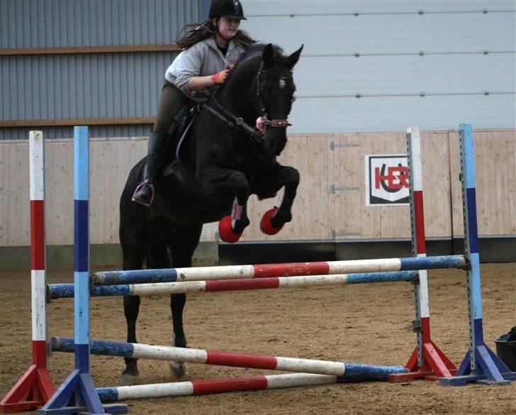 Dansk Varmblod Domingo - Dom og jeg springer efterhånden ret højt :D Foto: Winnie billede 14