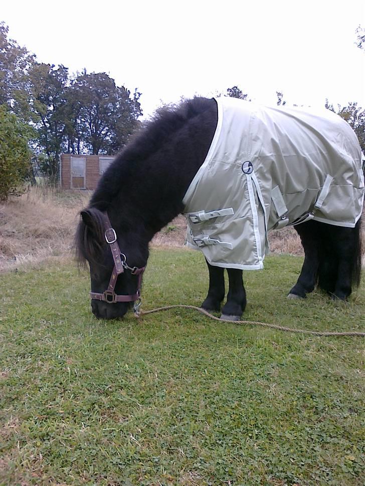 Shetlænder Tøffe billede 6