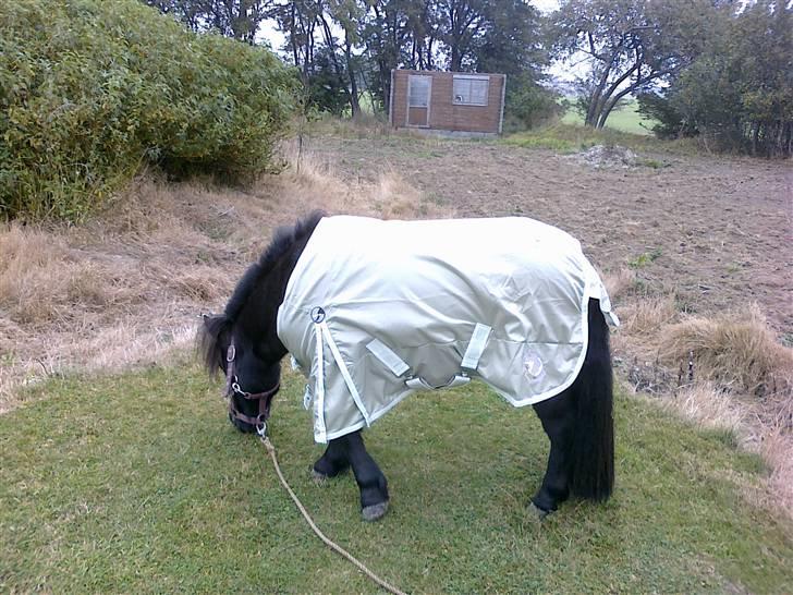 Shetlænder Tøffe billede 7