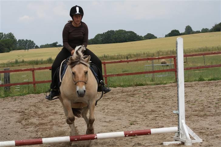 Fjordhest Ellemose's Biffer - lidt spring :)  gik fint nok billede 19