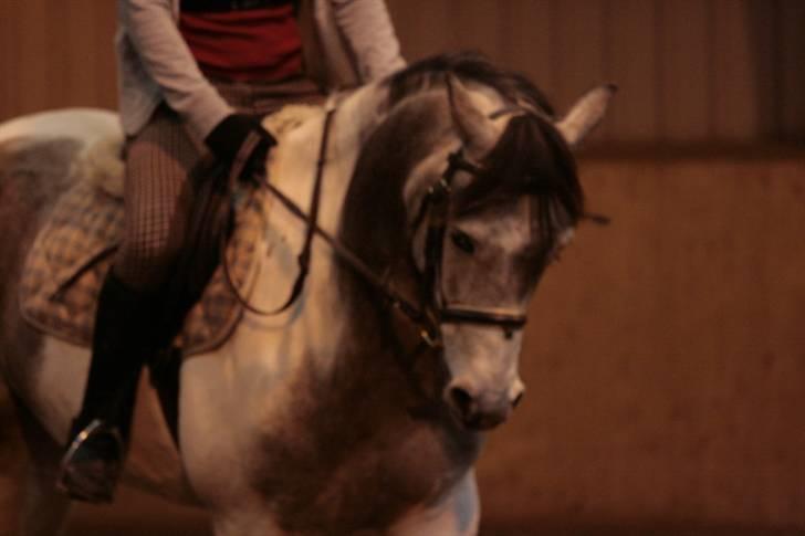 Pinto Araber Cody #gammel part# billede 6