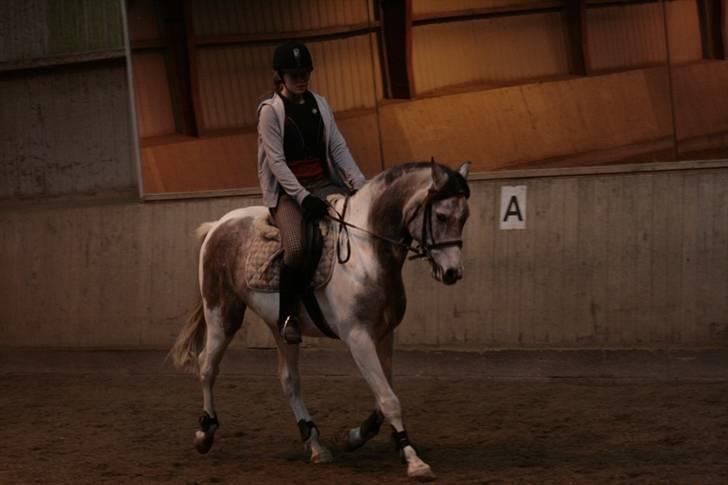 Pinto Araber Cody #gammel part# billede 9