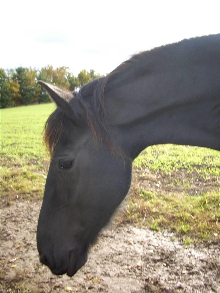 Frieser Gaia Hvalløs billede 15