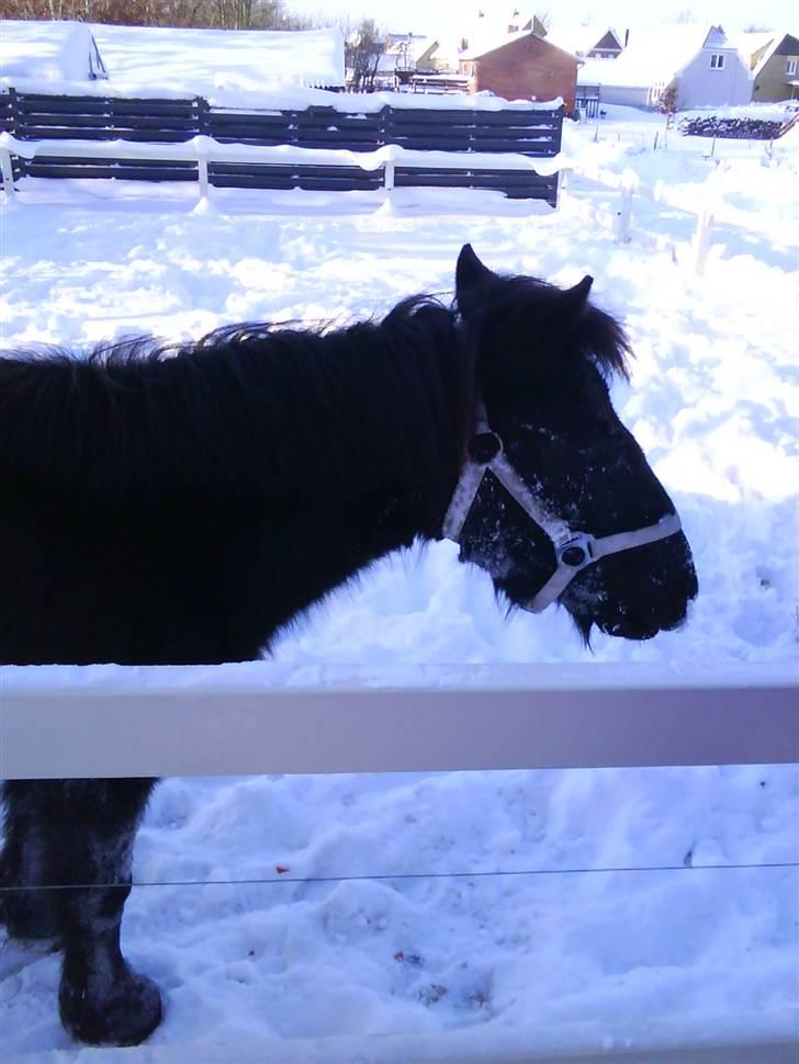 Shetlænder stella - jeg er på fole jeg hykker billede 7