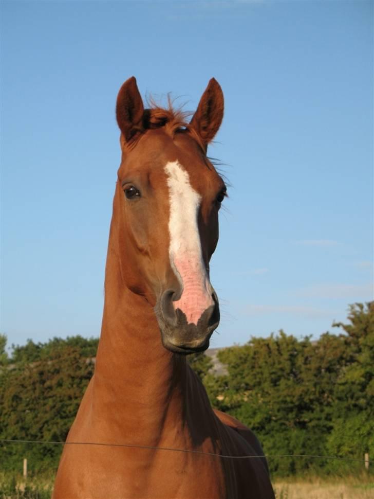 Dansk Varmblod Søndermarkens Fieldman - Sådan stod han og kiggede på mig en tidlig sommer morgen :o) skønne dreng. billede 6