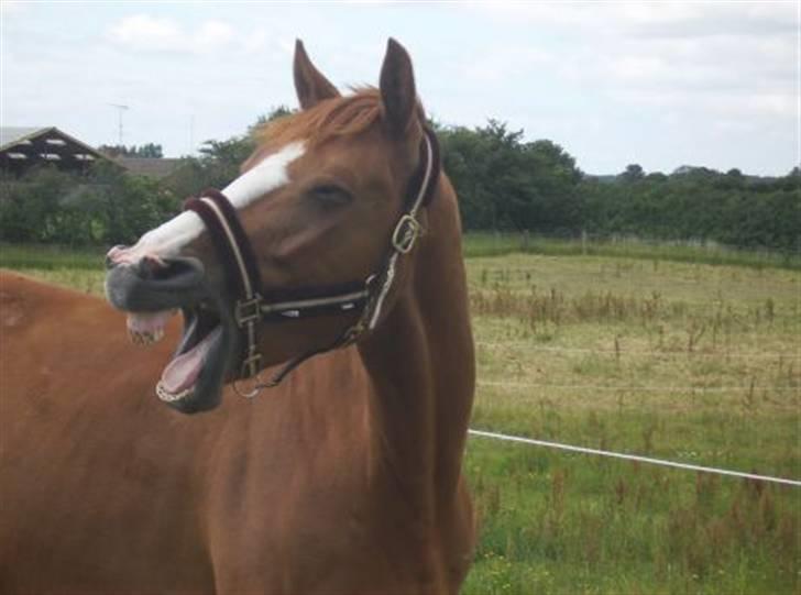 Dansk Varmblod Søndermarkens Fieldman - Mr. Charming billede 7