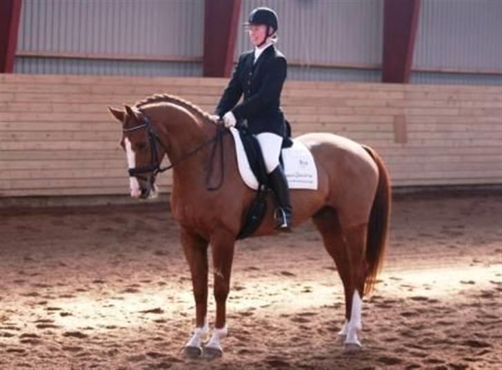 Dansk Varmblod Søndermarkens Fieldman - Pænt goddag til dommeren. billede 8
