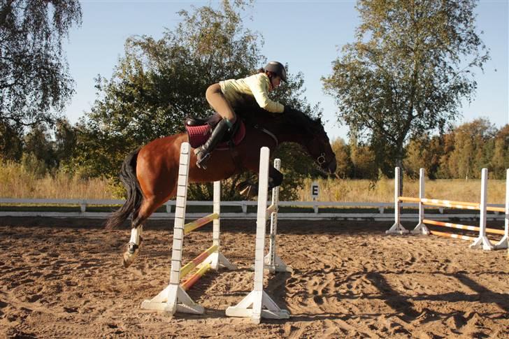 Welsh Pony af Cob-type (sec C) Gribsvads Laban billede 8